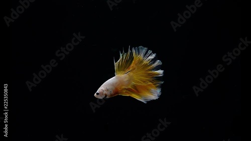 Super slow motion of gold fighting fish on a black background