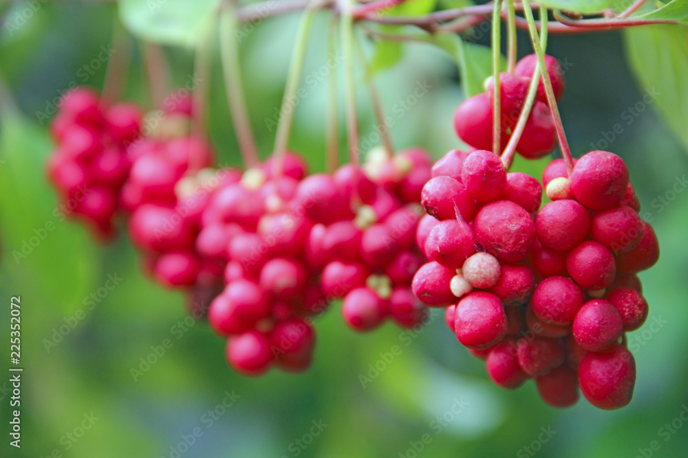 Crop of useful plant. Red schisandra hang in row on green branch Crop of useful plant. Red schisandra hang in row on green branch