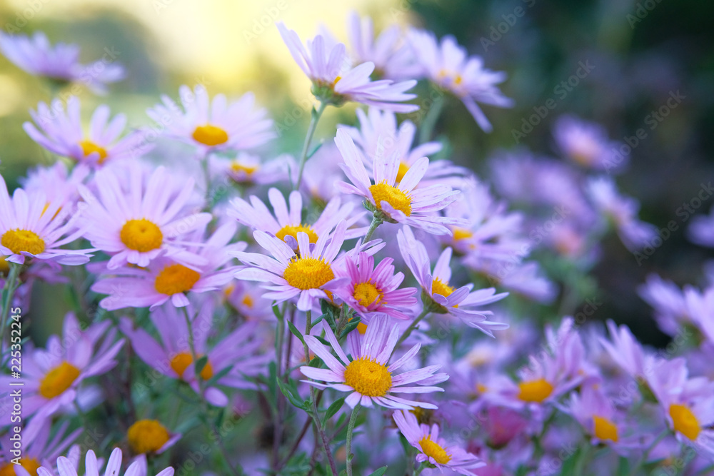 Violet bright flowers on blurry green background. Close up beautiful purple blooming flowers in garden on flowerbed. Violet bright flowers on blurry green background. Close up beautiful purple blooming flowers in garden on flowerbed.