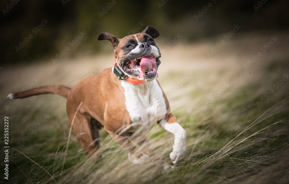 Obraz premium The Boxer