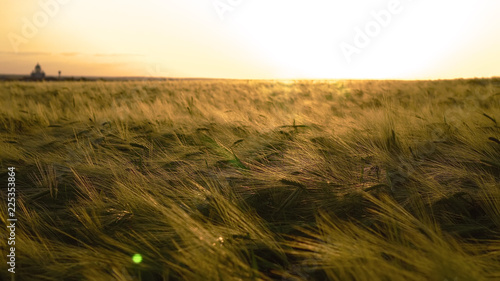 field rye at sunset