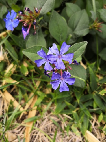 Petite fleur violette 