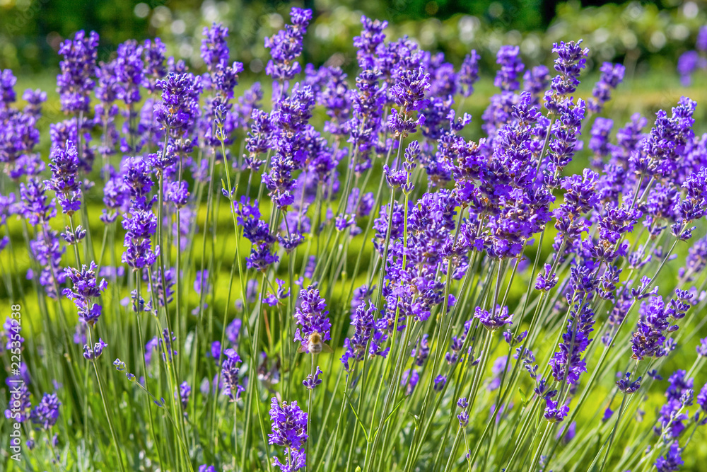 Lavender flowers