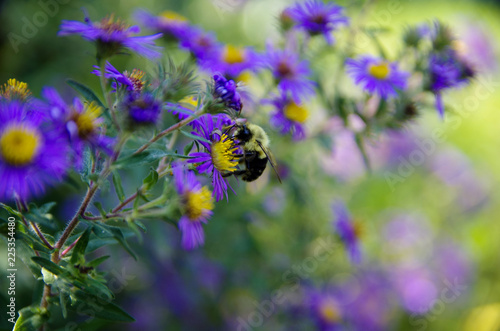Bee on the flower, honey life