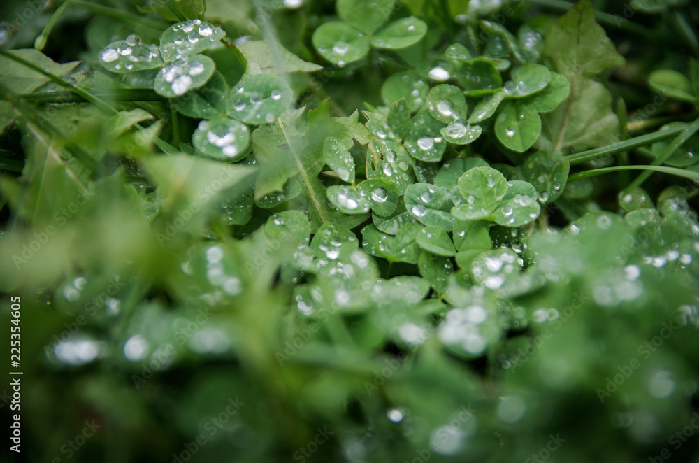wet Forest after rain 