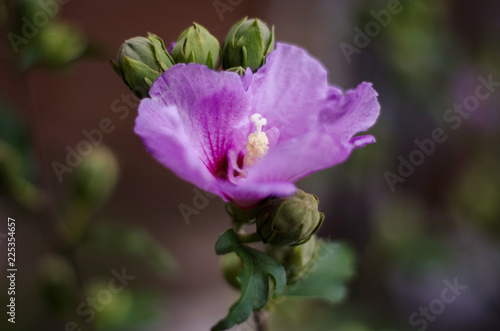 purple flower in the garden