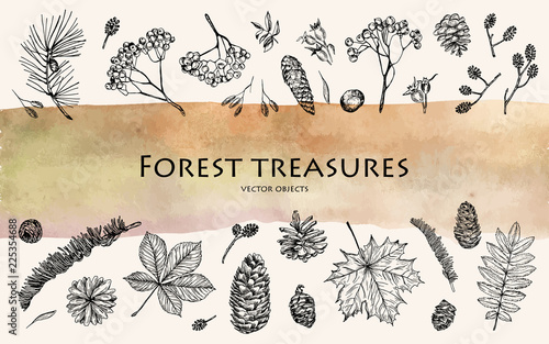 Vector illustration. Pen style sketch. Nature elements, forest treasures. Leaves, ash branches, pine cone, rose hips.