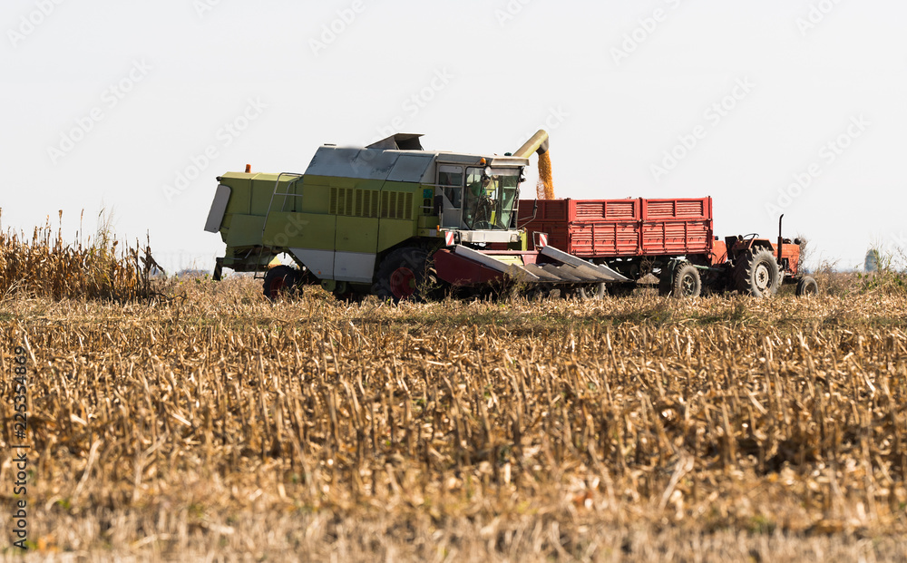 Fototapeta premium Pouring corn grain into tractor trailer after harvest