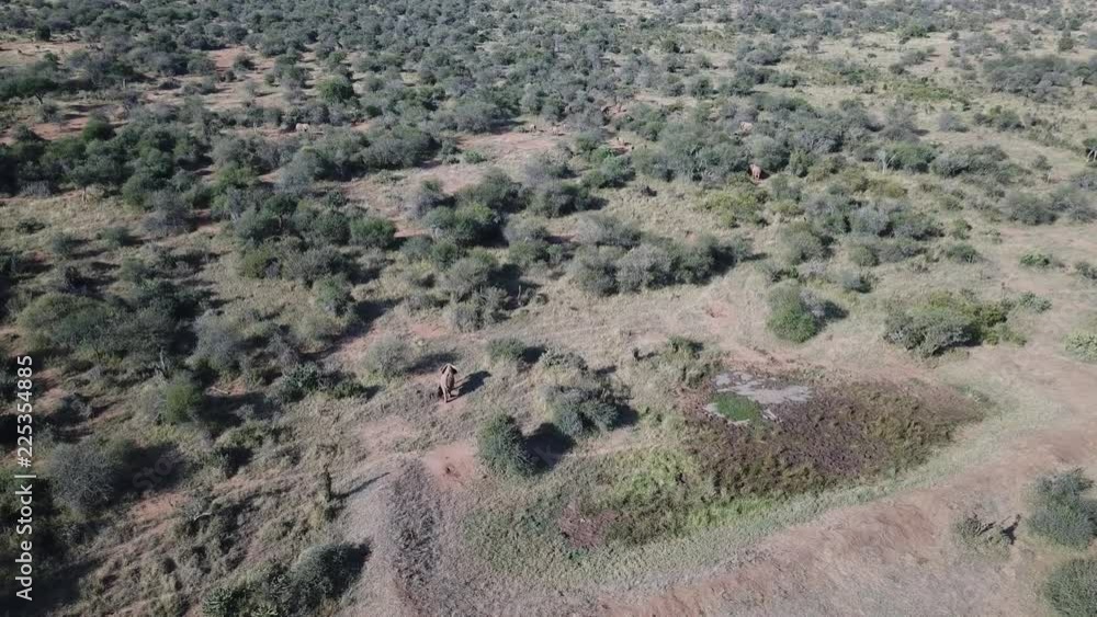 Herd of African Elephants video by aerial drone. Herd of African Elephants video by aerial drone.