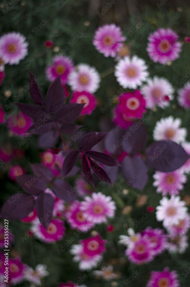 flowers in the garden flowers in the garden