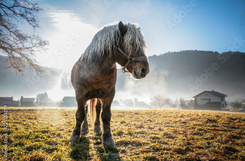 Принти на полотні Cheval de trait