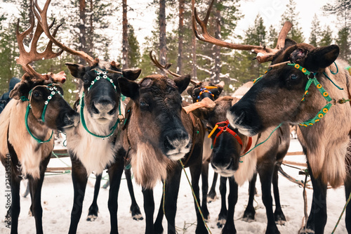 travel to reindeer herders photo