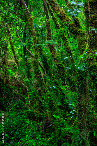 Detail of the enchanted forest in carretera austral, Bosque encantado Chile patagonia
