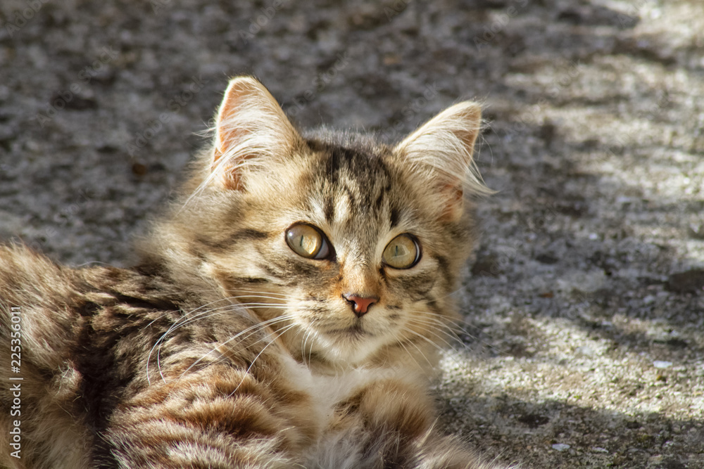 cat with green eyes