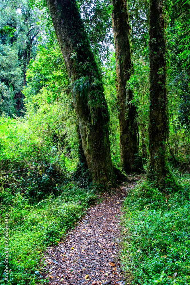 Obraz premium Detail of the enchanted forest in carretera austral, Bosque encantado Chile patagonia