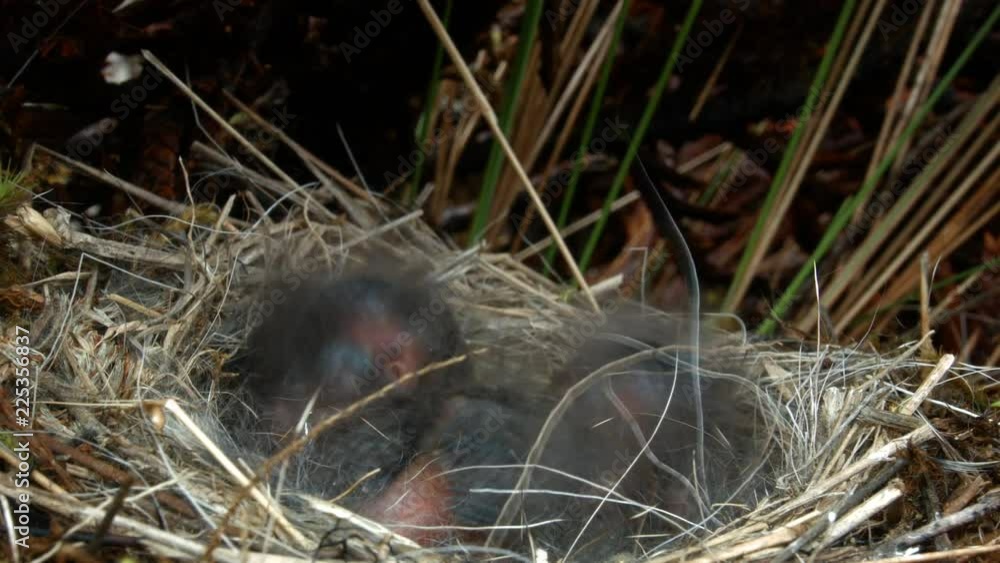 Chicks, about 10 days old, of Plumbeous Sierra Finch (Phrygilus unicolor). On the paramo in the Ecuadorian Andes. Chicks, about 10 days old, of Plumbeous Sierra Finch (Phrygilus unicolor). On the paramo in the Ecuadorian Andes.