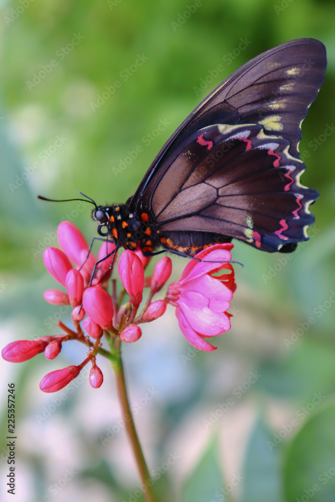 Fototapeta premium Intense Black Swallowtail Butterfly