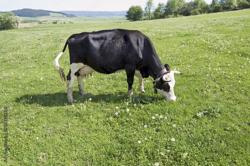Cattle Cattle