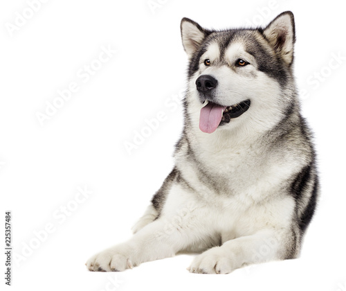 dog Alaskan malamute