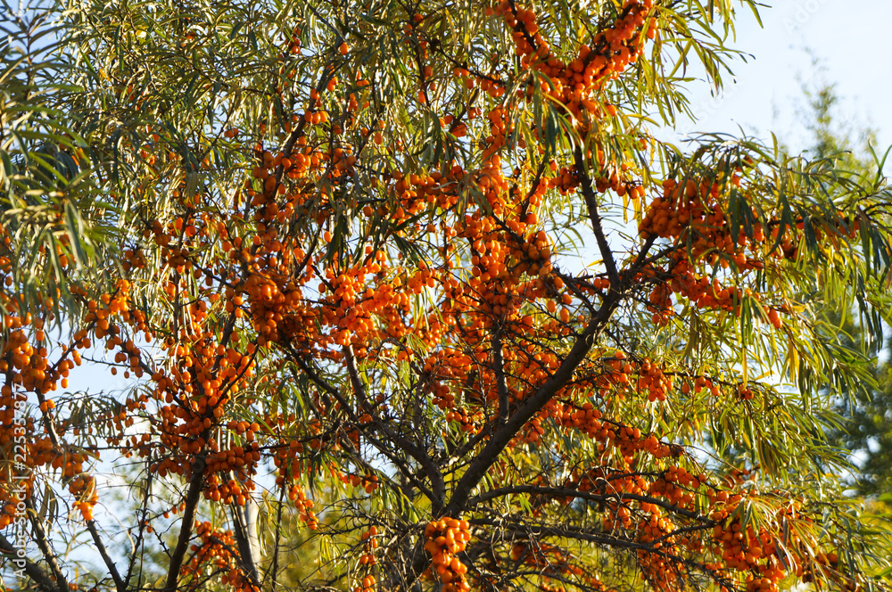 branches with clusters of juicy orange berries of sea-buckthorn. tree with ripe sea-buckthorn. medicinal orange ripe berries of the sea buckthorn bush. branches with clusters of juicy orange berries of sea-buckthorn. tree with ripe sea-buckthorn. medicinal orange ripe berries of the sea buckthorn bush.