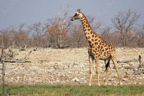 Giraffe (Giraffa camelopardis) am Wasserloch im Etosha-Nationalpark, Namibia © DirkR
