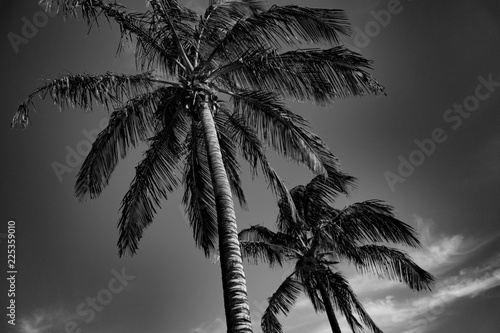 Tropical palms black and white