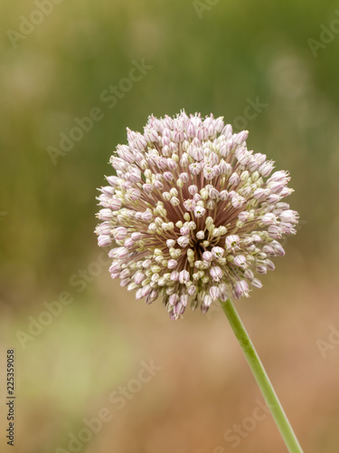 ALLIUM AMPELOPRASUM