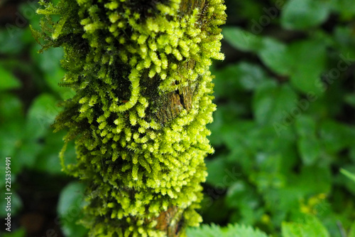 green leaves of a tree