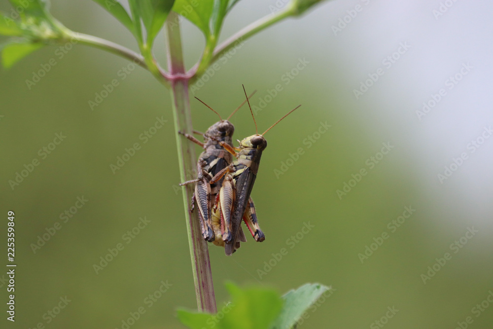 Fototapeta premium Backview of two striped grasshoppers