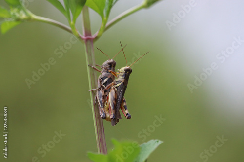Backview of two striped grasshoppers © Click Momentz