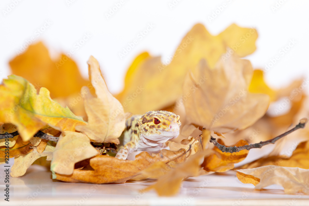 Adorable leopard gecko isolated on white background Adorable leopard gecko isolated on white background