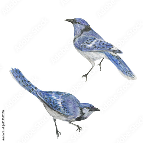 Watercolor painting two blue jay birds © ramiia