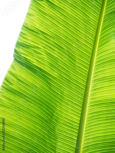 banana leaf wet by rain drop,detail,close-up.