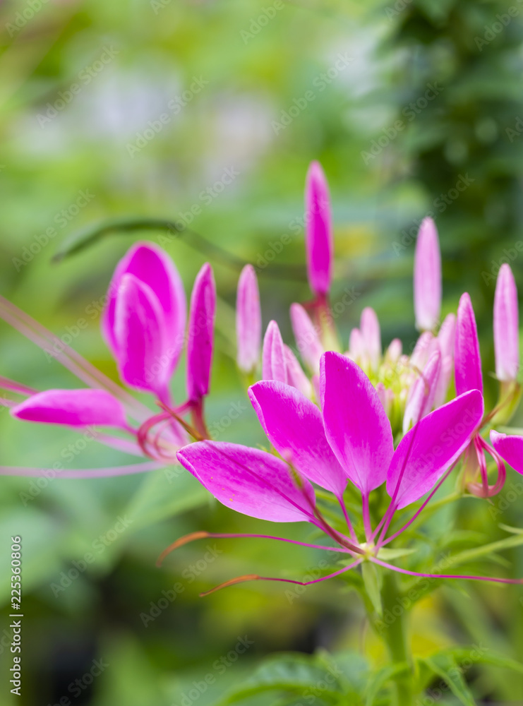 Pink spider flower ( Cleome spinosa ) in close up Pink spider flower ( Cleome spinosa ) in close up