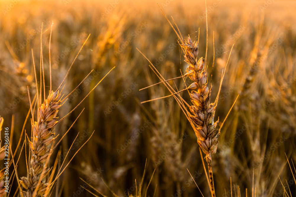 Fototapeta premium Golden wheat in the morning sunlight.