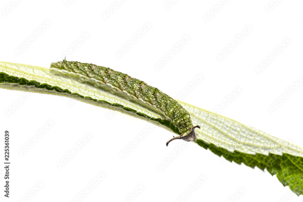 Caterpillar of Tabby butterfly (Pseudergolis wedah) on its host plant leaf Caterpillar of Tabby butterfly (Pseudergolis wedah) on its host plant leaf