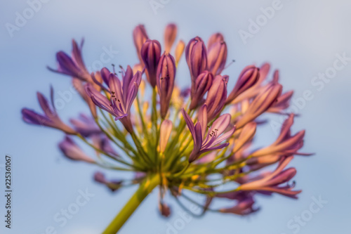 Agapanthus Schmucklilie Afrikanische Lilie im Sonnenlicht  im Hintergrund Himmel photo