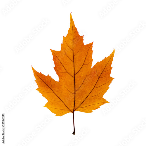 Autumn orange maple leaf isolated on the white background