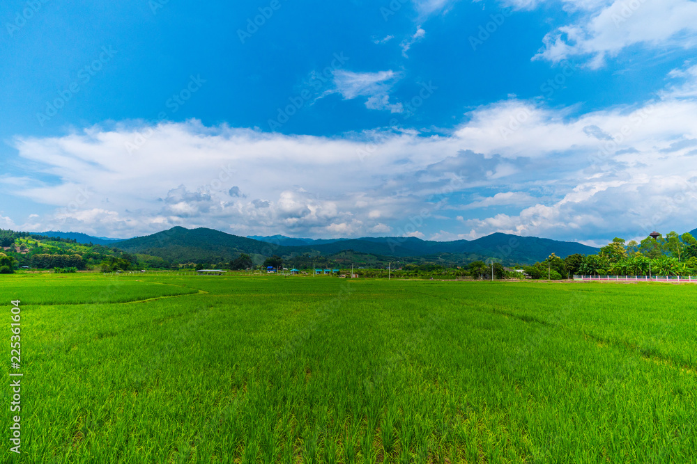 Nature Landscape of a green field with rice.