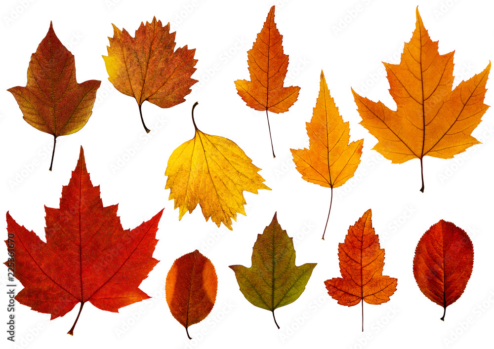 Fototapeta premium Set of fall leaves isolated on the white background