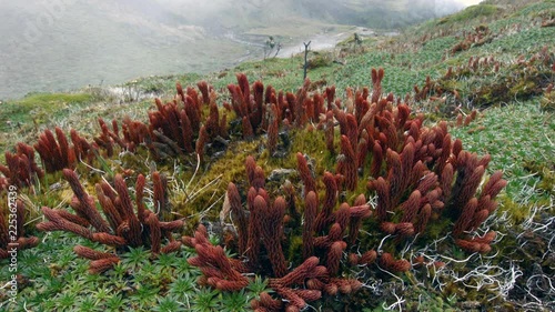 Club-mosses and grasses growing on a windswept Andean peak at 4,400m elevation above Papallacta in the Ecuadorian Andes.