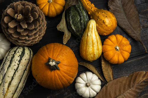 Fall Grouping of Squash Gourd Pumpkins Leaves and Pinecone Rustic