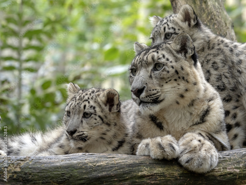 Obraz premium Pantera śnieżna, uncia uncia, samica z pisklętami