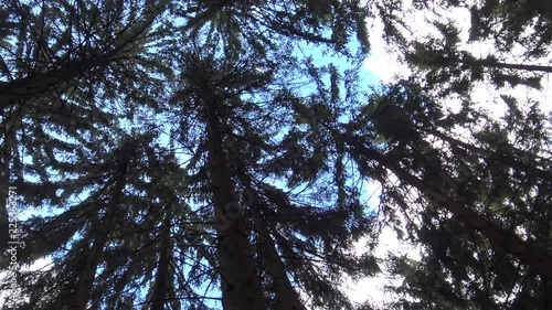 Tree crowns against blue sky
