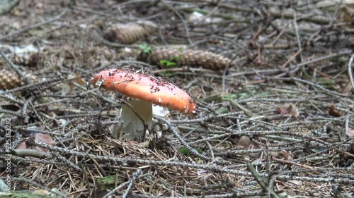 Fly agaric fungus (Amanita muscaria) in a wood