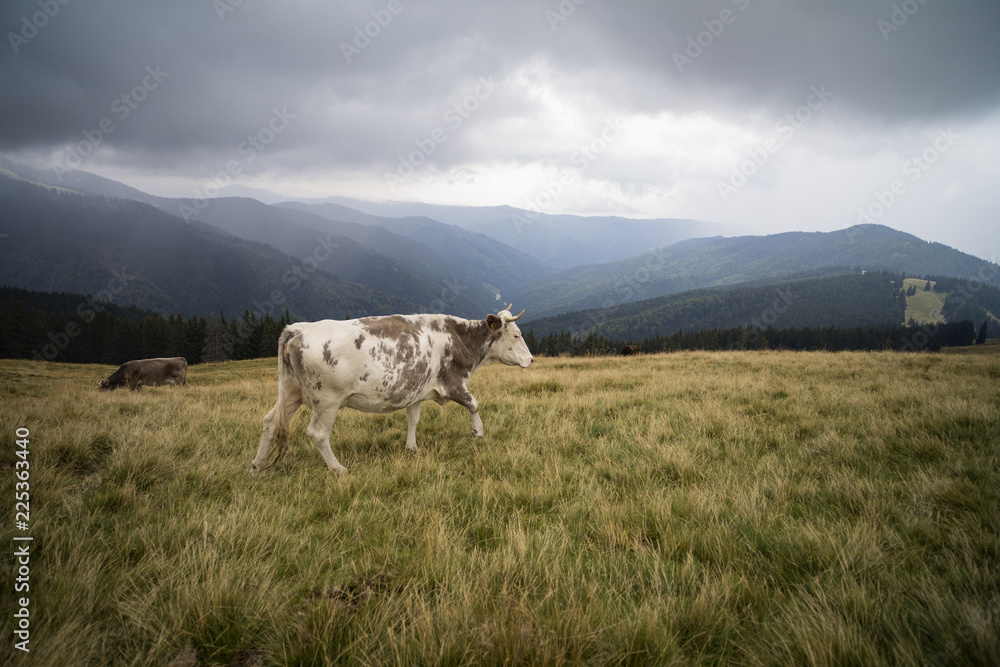 cows on a mountain meadow in a rainy day