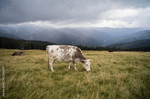 cows on a mountain meadow in a rainy day
