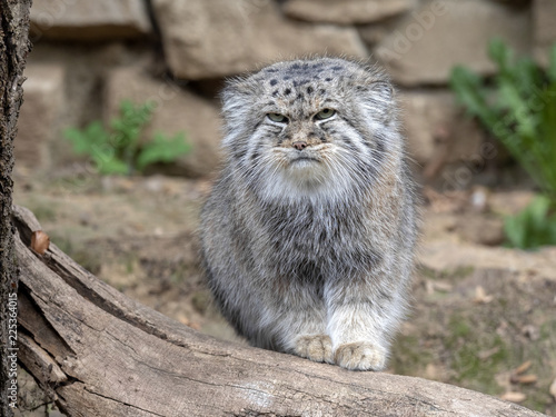 Pallas' cat, Otocolobus manul, one of the most beautiful cats photo