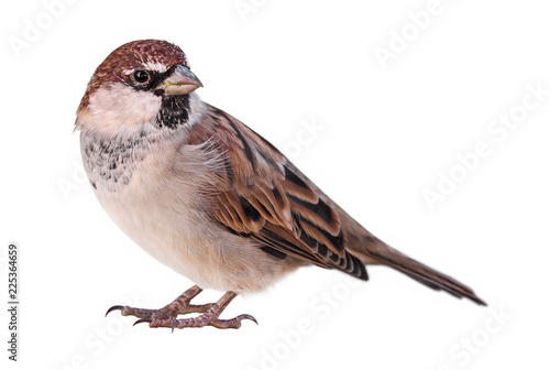 Sparrow (Passer italiae), isolated, with white background photo