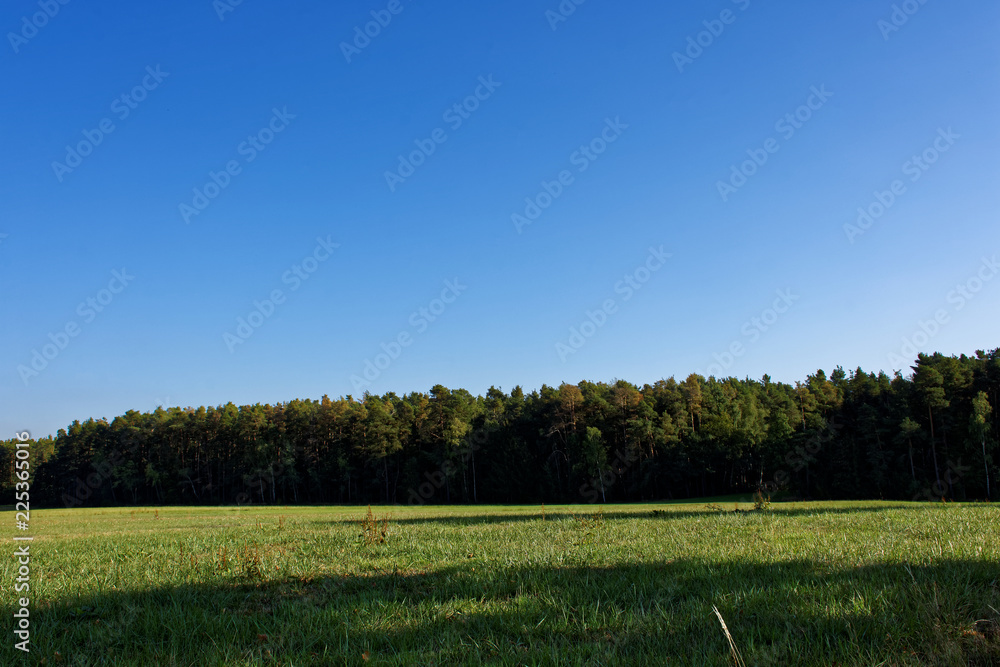 Fototapeta premium Sunny autumn forest